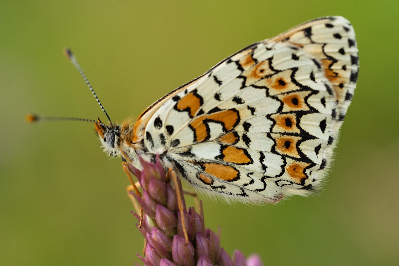 gautier
